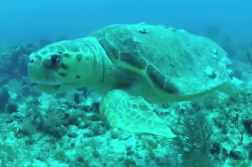 Swim with Turtles in Barbados at Turtle Bay