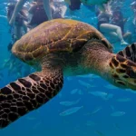 Swim with Turtles at Turtle Beach
